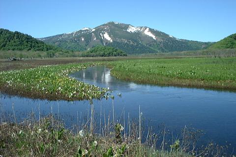 至仏山と水芭蕉